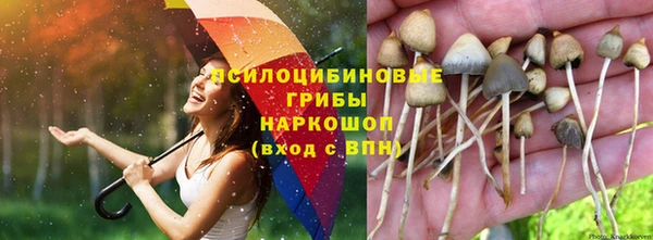 PSILOCYBIN Алзамай